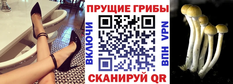 продажа наркотиков  Комсомольск-на-Амуре  Псилоцибиновые грибы Psilocybe 
